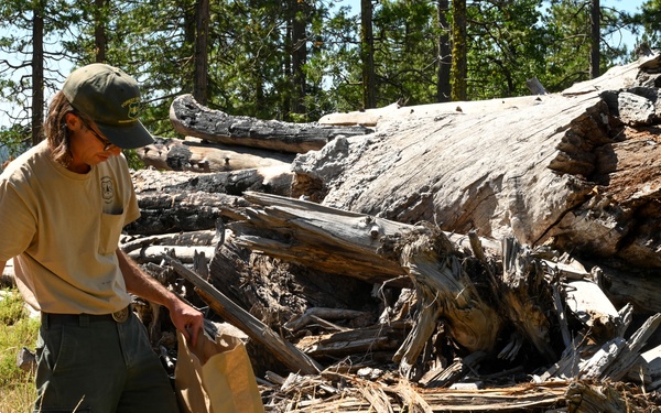 Seed Collecting on the Calaveras District