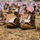 Boot Memorial: A Legacy of Every Step, Every Story Boot Memorial: A Legacy of Every Step, Every Story