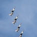 U.S. Air Force Thunderbirds perform at the 2025 Joint Base Andrews Air Show