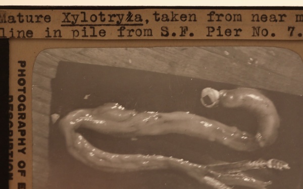 Archives: Windows to a Bygone Era