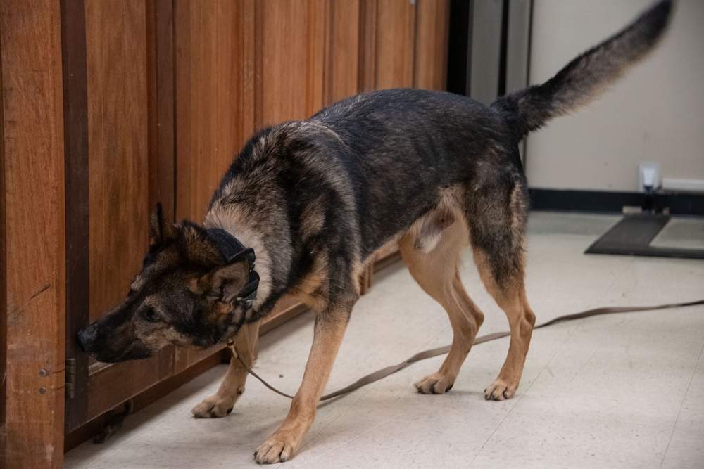 Altus Security Forces K9s partner with federal agencies for training