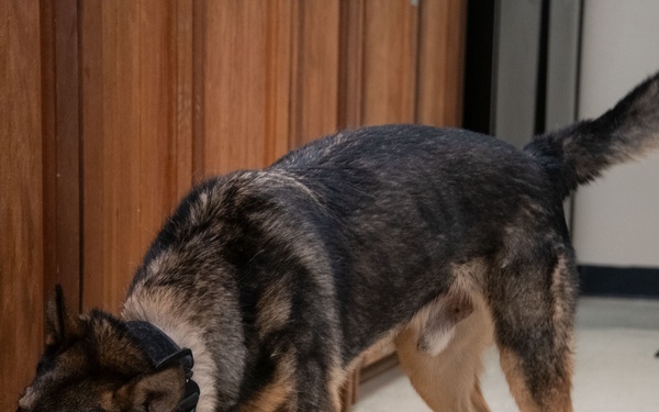 Altus Security Forces K9s partner with federal agencies for training