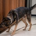 Altus Security Forces K9s partner with federal agencies for training