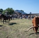 Have you Herd about Altus AFB’s 27th Annual Cattle Drive
