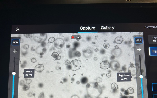 Natick's intestinal organoid, aka, miniguts
