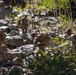 1st Bn., 5th Marines rappel from a mountain during MTX 4-25