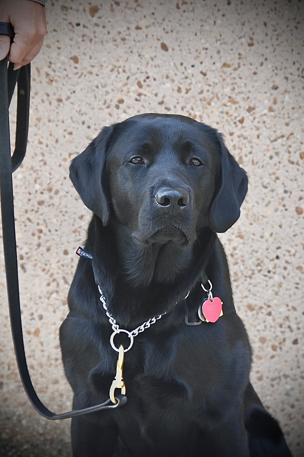 Four-Legged Teammate Joins the BJACH Behavioral Health Department
