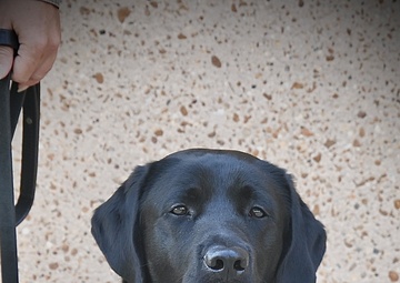 Four-Legged Teammate Joins the BJACH Behavioral Health Department