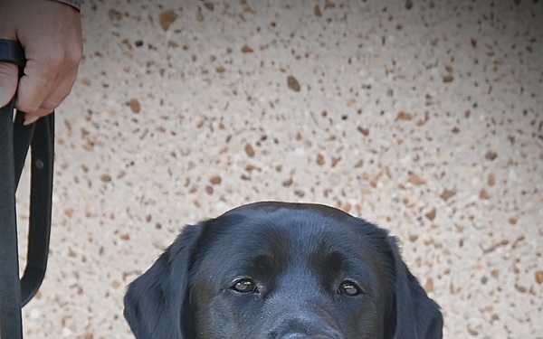 Four-Legged Teammate Joins the BJACH Behavioral Health Department