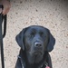 Four-Legged Teammate Joins the BJACH Behavioral Health Department