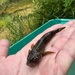 Fort McCoy partners with WDNR to restock mottled sculpin in local trout stream