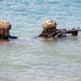 U.S. Marines with 4th Reconnaissance Battalion Conduct Dive Training at MCBH