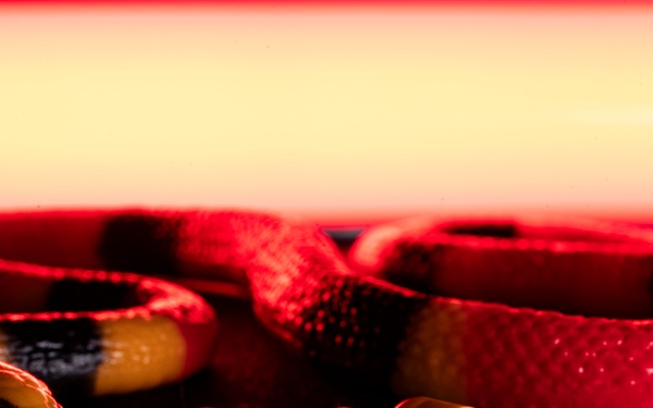 OPMED team developing modern solution for snakebite treatment