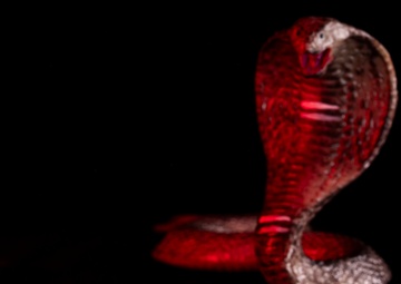 OPMED team developing modern solution for snakebite treatment