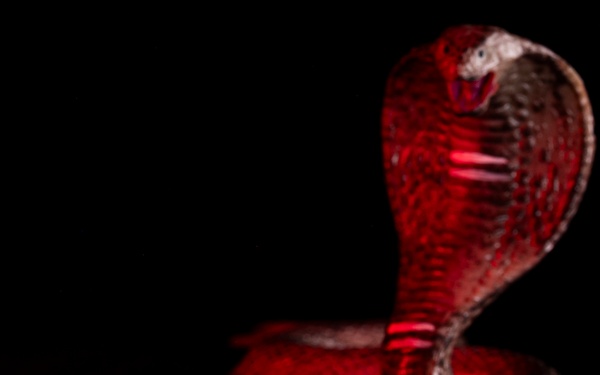 OPMED team developing modern solution for snakebite treatment