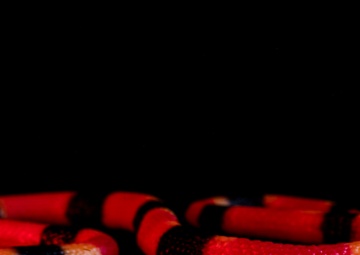 OPMED team developing modern solution for snakebite treatment