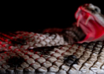 OPMED team developing modern solution for snakebite treatment