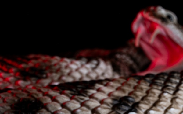 OPMED team developing modern solution for snakebite treatment