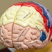 A decade of impact: 10 Years of U.S. military partnership with NCAA improves concussion research and care