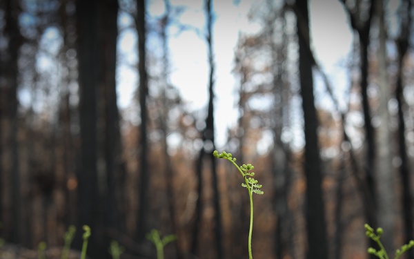 New Growth After Fire