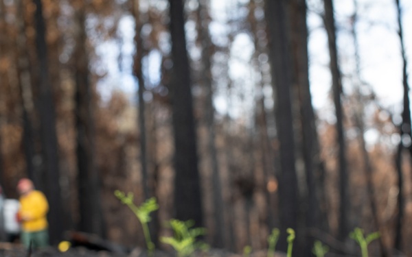 New Growth After Fire