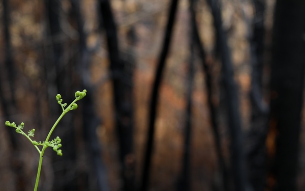 New Growth After Fire