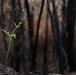 New Growth After Fire