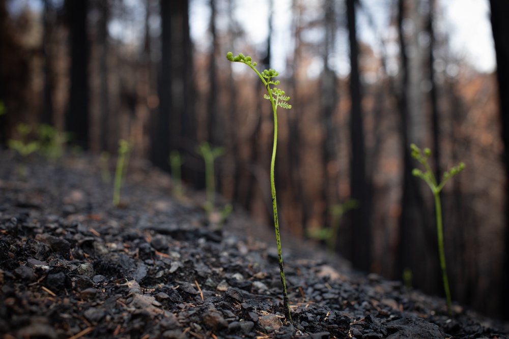 New Growth After Fire