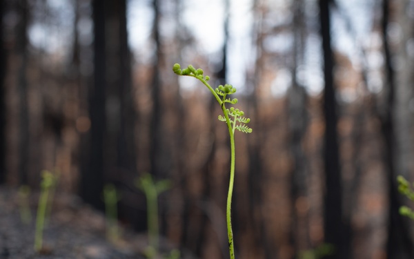 New Growth After Fire