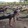 Romanian, U.S. Marines build partnership through PT