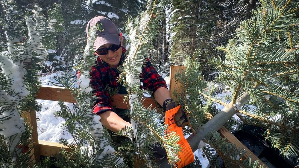 A Christmas Tree Awaits in a Forest Near You