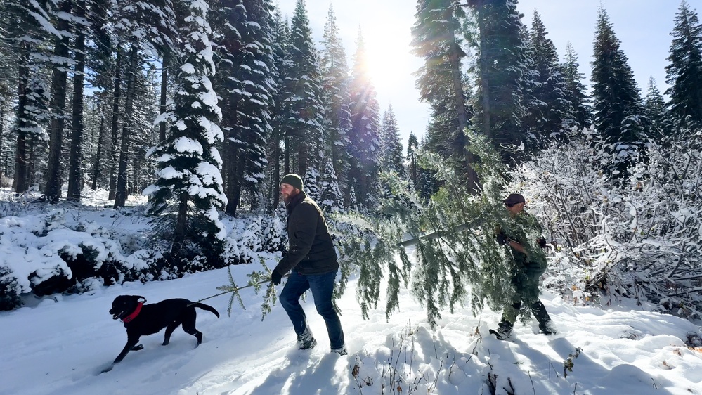 A Christmas Tree Awaits in a Forest Near You