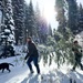 A Christmas Tree Awaits in a Forest Near You