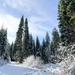 A Christmas Tree Awaits in a Forest Near You