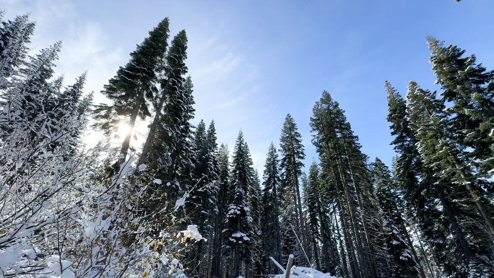 A Christmas Tree Awaits in a Forest Near You