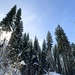 A Christmas Tree Awaits in a Forest Near You