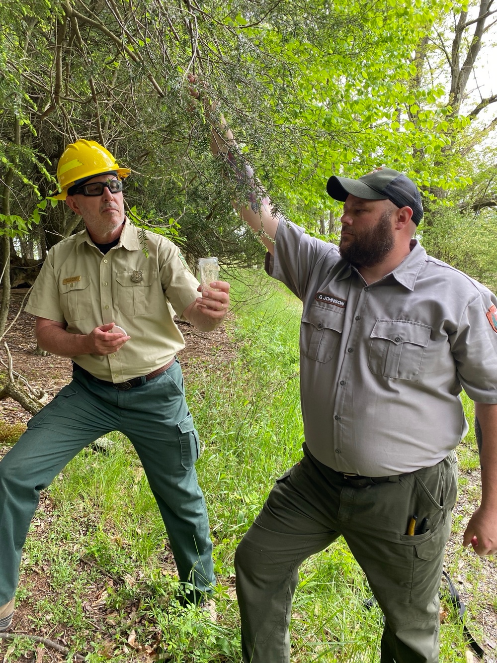 Flight 93 Hemlock Treatment