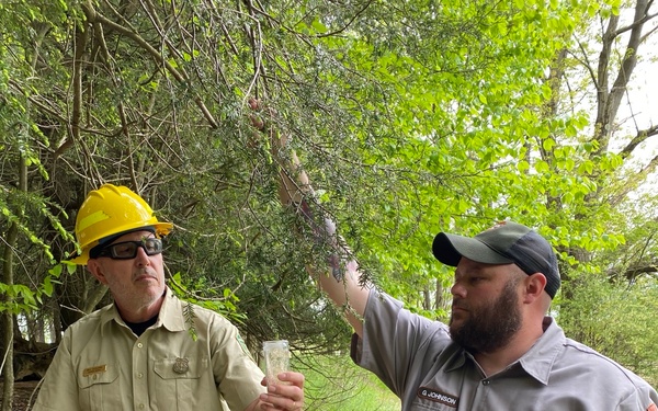 Flight 93 Hemlock Treatment