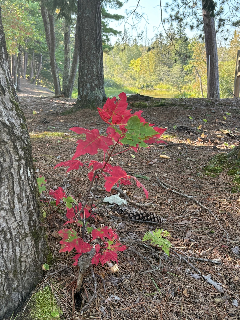 2025 FALL COLORS