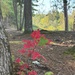 2025 FALL COLORS