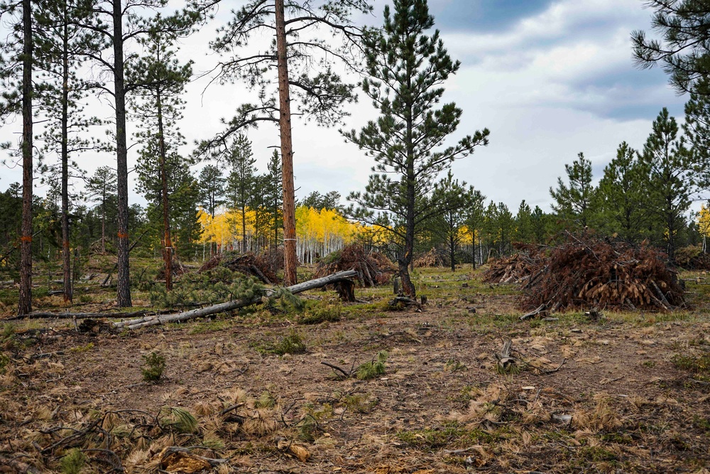 Rolling Creek Mechanical Thinning Project - Pike National Forest