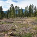 Rolling Creek Mechanical Thinning Project - Pike National Forest