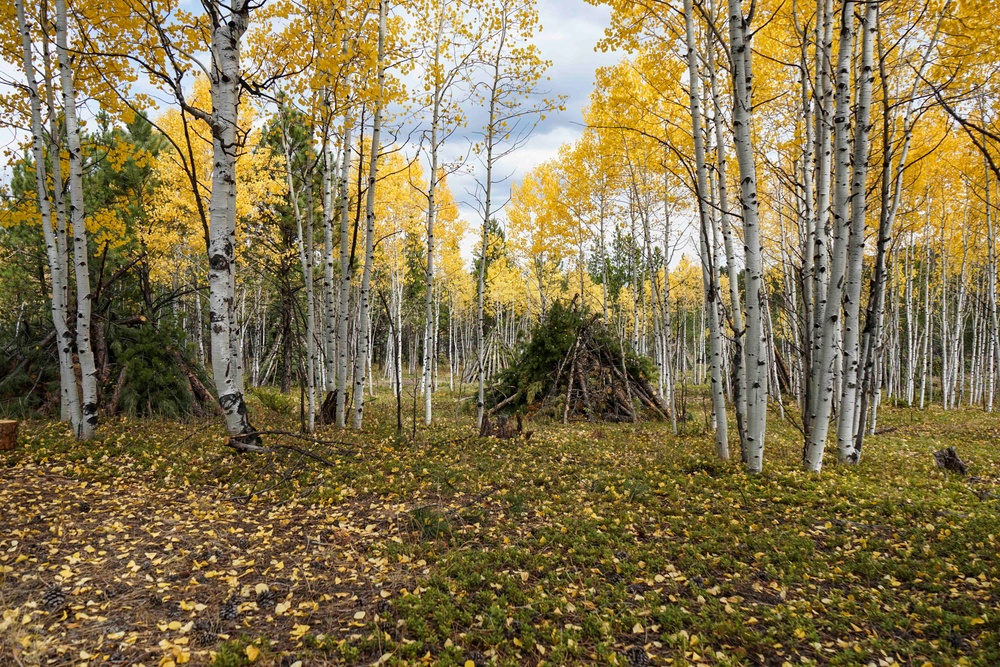 Rolling Creek Mechanical Thinning Project - Pike National Forest