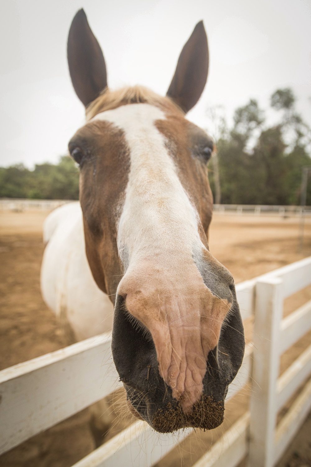 Marines participate in REINS of Valor