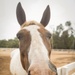 Marines participate in REINS of Valor