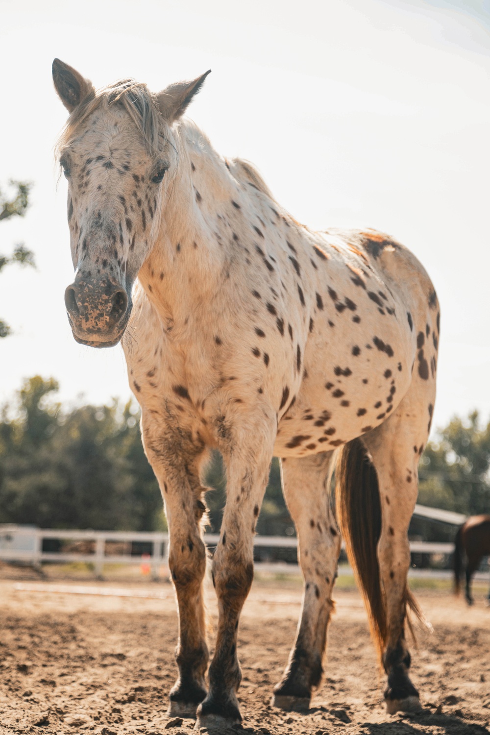 Marines participate in REINS of Valor