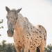 Marines participate in REINS of Valor