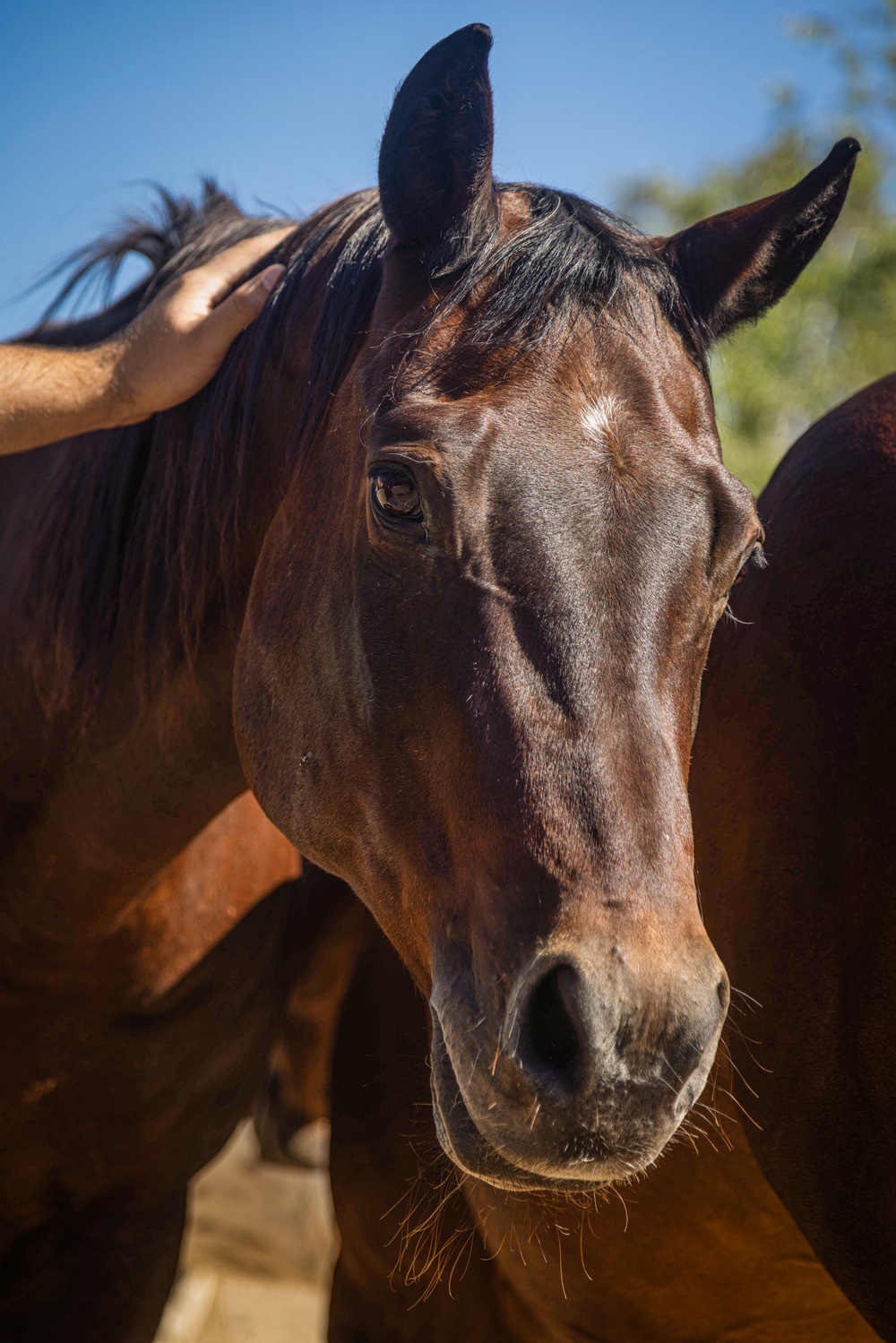 Marines participate in REINS of Valor