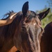 Marines participate in REINS of Valor