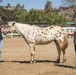 Marines participate in REINS of Valor